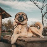big dogs aging faster
