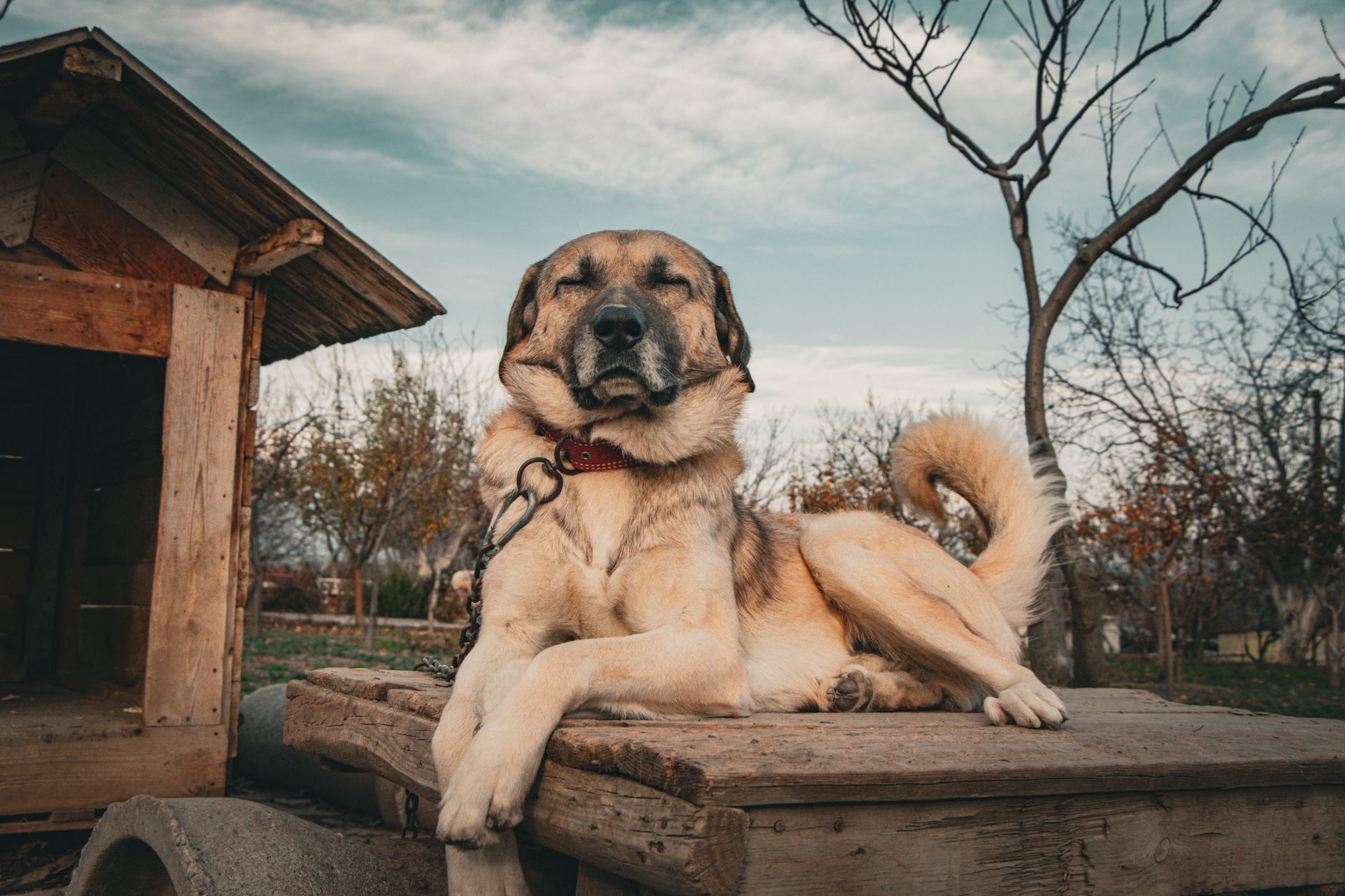 big dogs aging faster