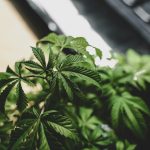 close-up of cannabis leaves in a natural setting