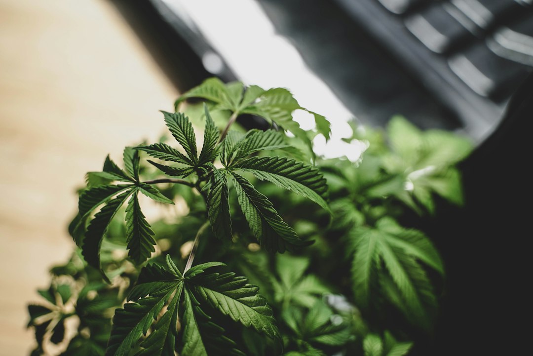 close-up of cannabis leaves in a natural setting