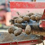 Gujarat potato processing