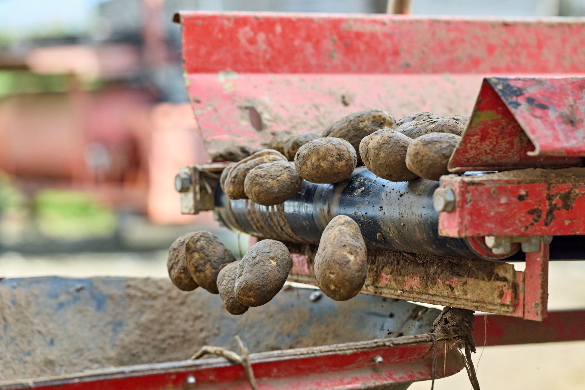 Gujarat potato processing